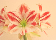 Blume